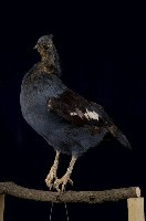 藏品(藍鳳冠鳩)的圖片